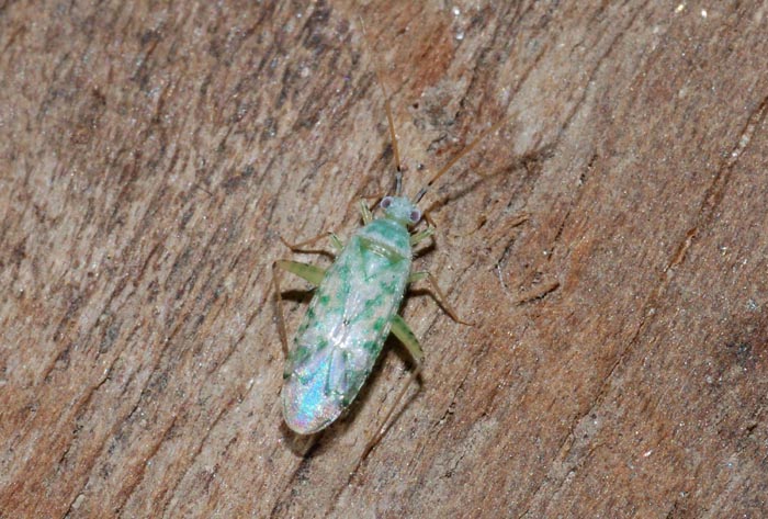 Miridae  